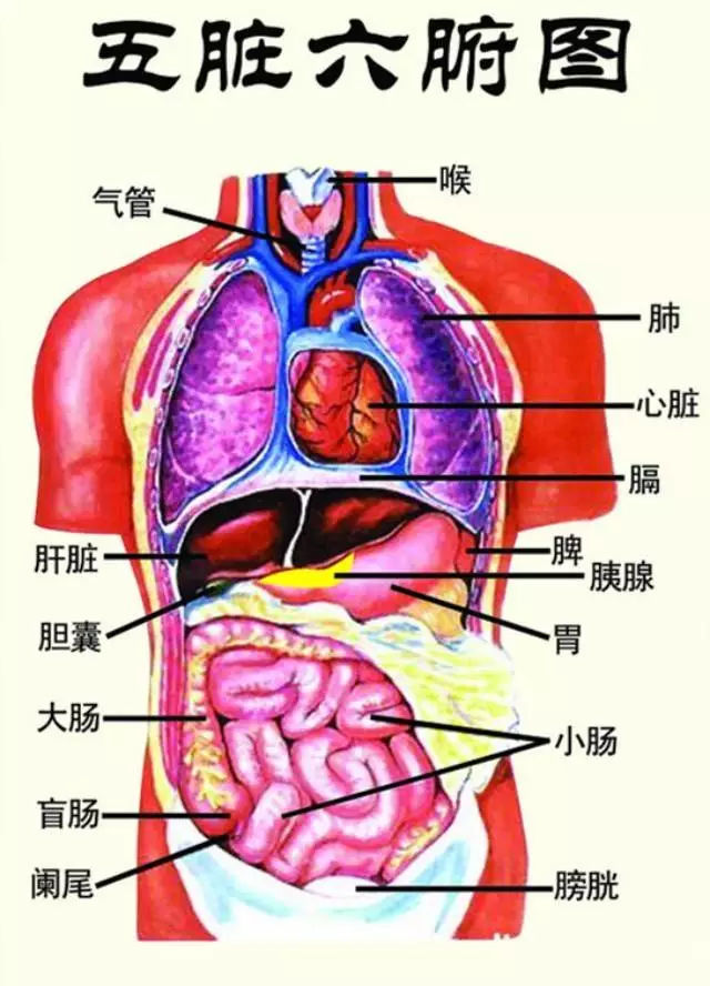 五脏六腑跟风水什么关系?