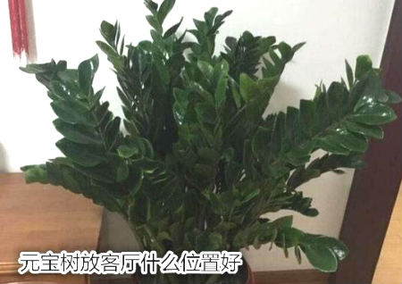 元宝树放客厅什么位置好