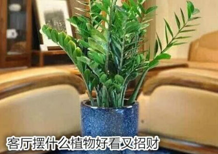 客厅摆什么植物好看又招财
