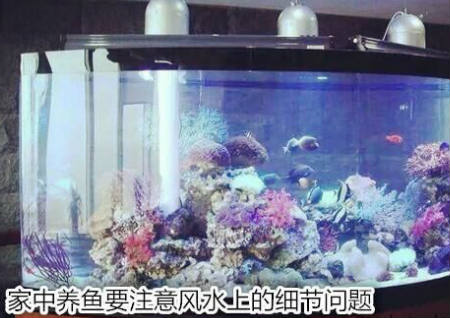 家中养鱼应注意的风水问题