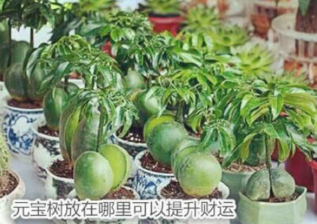 元宝树放在哪里可以提升财运