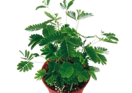 办公室养植物风水