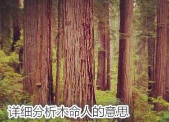 详细分析木命人的意思