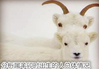分析属羊卯时出生的人总体情况