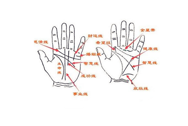 男手掌纹路图解图片