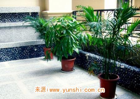 在家养植物的风水知识