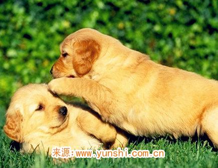 属狗的缺点有哪些