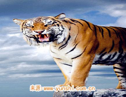 属虎女对老公好吗