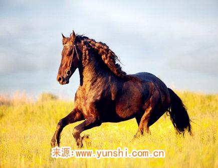  属马女对老公好吗