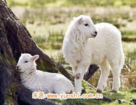 属羊女不想谈恋爱的原因