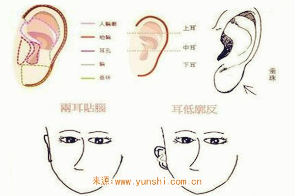 男人耳朵看相图解图片