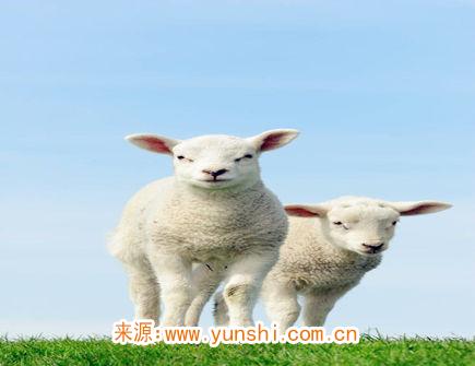 三月出生属羊人的运势