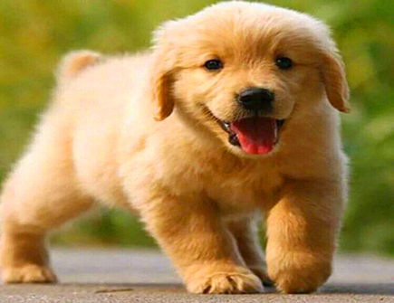 2021年属狗应在哪求财