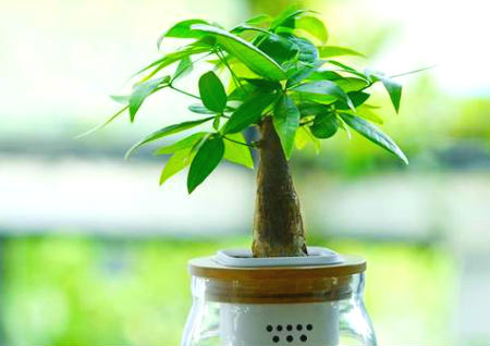 一进门见到什么植物好