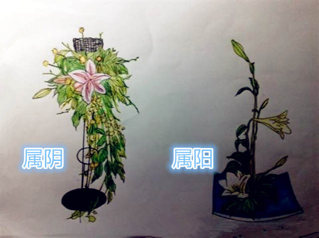 如何辨别植物的阴阳？