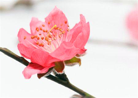 易招烂桃花的女命八字