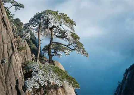 松柏木命之人的运势特征