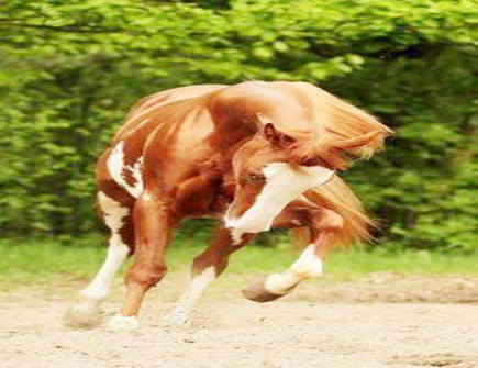 属马的本命佛及其作用