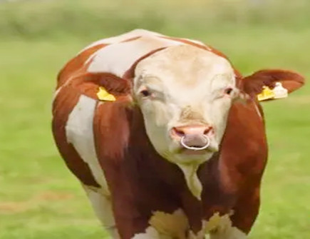 属牛人适合和什么属相交朋友