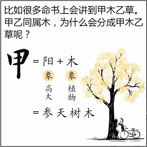 十天干、甲木