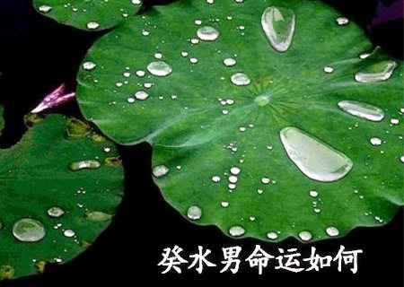 癸水男的命运如何