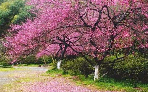 八字正缘桃花查询