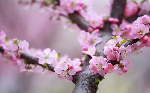解析八字里的桃花.jpg