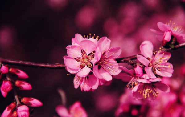 八字命带哪种桃花.jpg