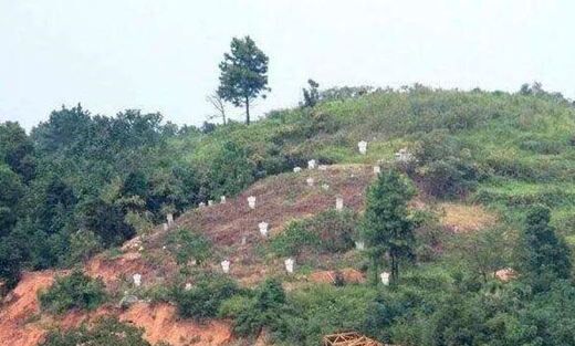 八字看坟山