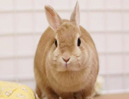 属兔人想要什么样的人生