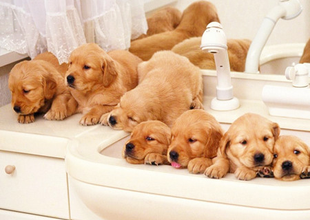 有创意的宠物店名字