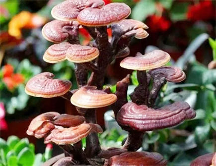 灵芝放家里有什么讲究