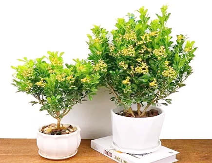 米兰花的寓意和象征风水