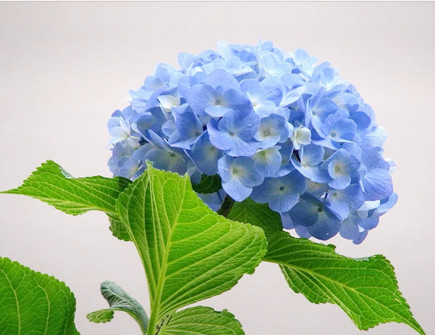 家里坚决不能养的花