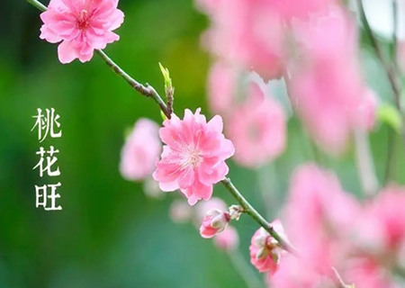 八字旺桃花方法有哪些？