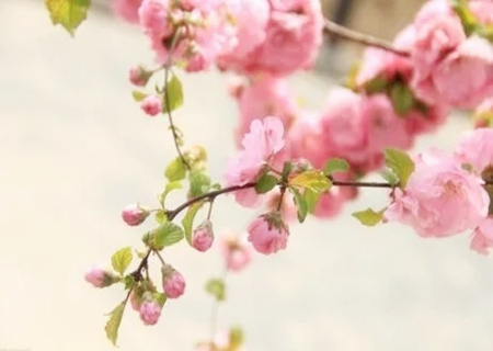 八字命中带三朵桃花好吗？