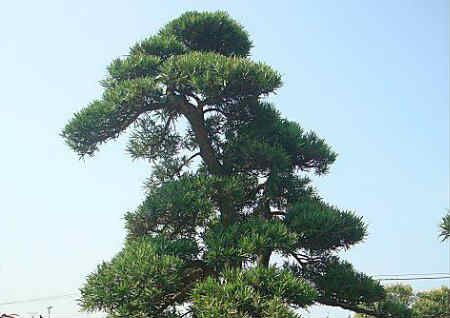 植物风水禁忌大全