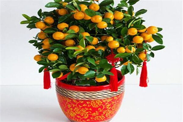 客厅招财旺宅植物
