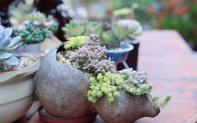 植物摆放与风水五行的关系