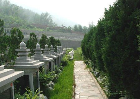 坟地种树有什么讲究