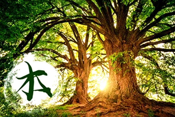 五行中的木的特性是什么？