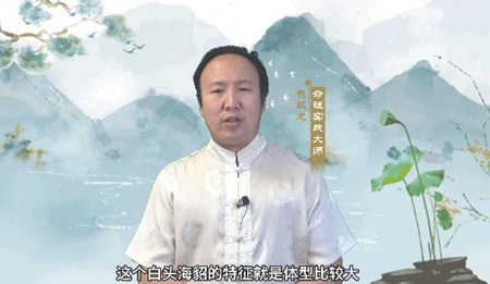 美国国鸟为什么是白头鹰