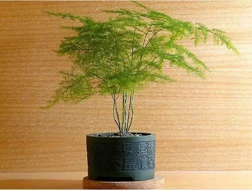 挡煞的风水植物有什么