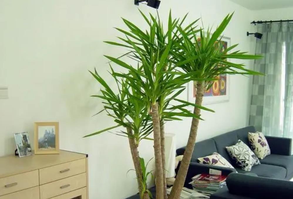 家里摆放什么植物招财又强宅