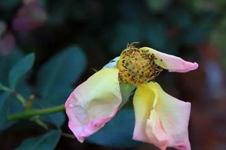 烂桃花怎么破解