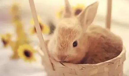 属兔的吉祥数字