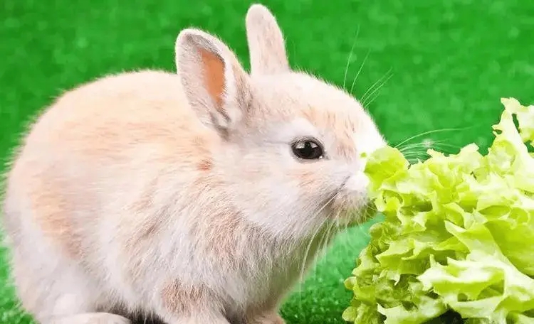 生肖兔手机号码数理吉凶