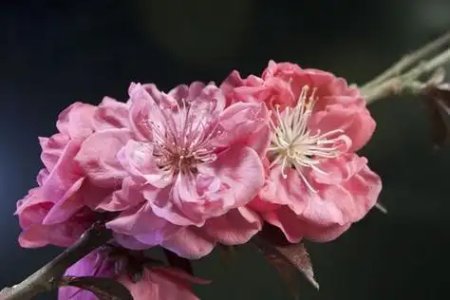 什么风水物件挡烂桃花