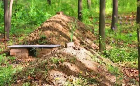 坟地的树能砍吗