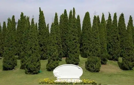 坟墓前种什么树最旺风水